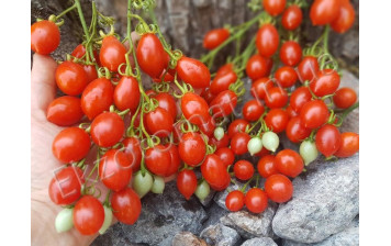 BIO Tomaten Cherry Datterino