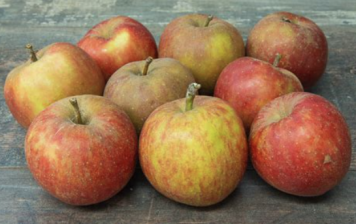 Organic Boscoop apples