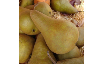 Kaiser Alexander pears